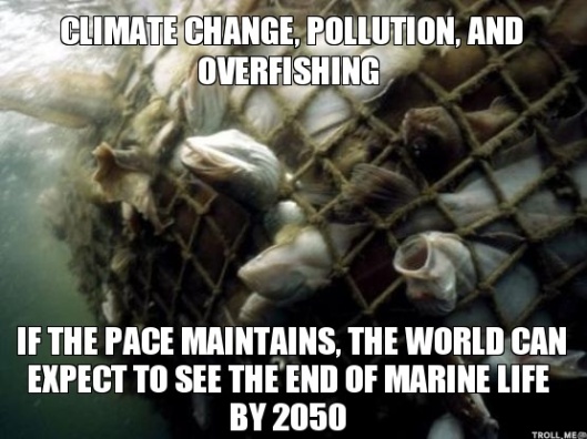 climate-change-pollution-and-overfishing-if-the-pace-maintains-the-world-can-expect-to-see-the-end-of-marine-life-by-2050